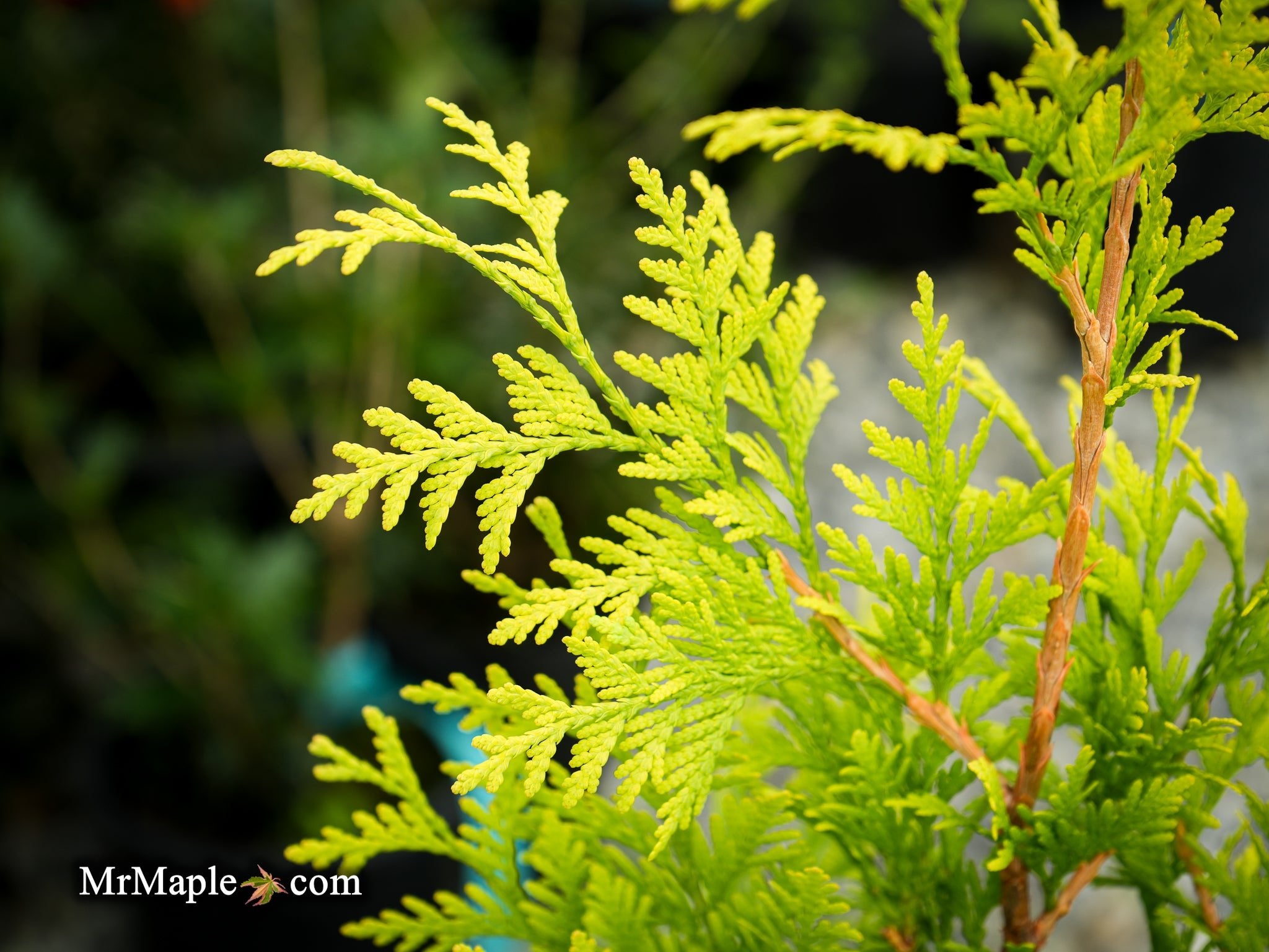 Buy Thuja orientalis 'Kost's Gold' Eastern Arborvitae — Mr Maple