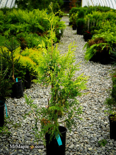 Buy Thuja orientalis 'Kost's Gold' Eastern Arborvitae — Mr Maple │ Buy  Japanese Maple Trees