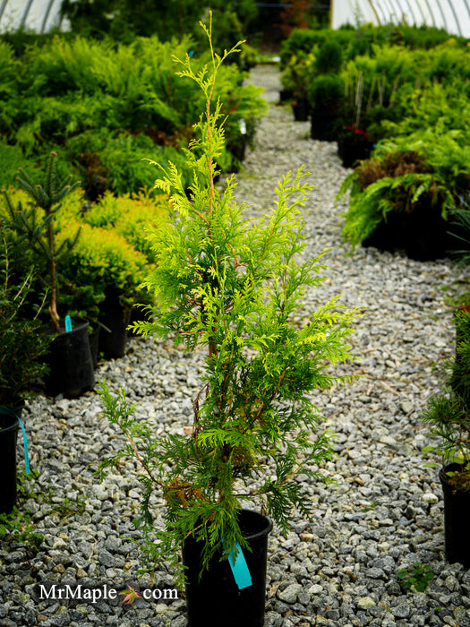 Thuja occidentalis 'Kost's Gold' Eastern Arborvitae