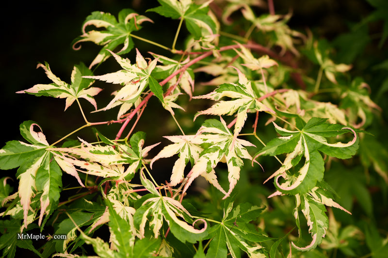 Acer palmatum 'Kotobuki' Rare Pink Variegated Japanese Maple
