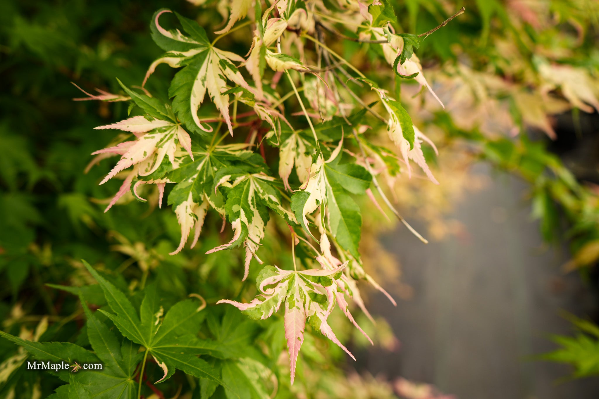 落葉樹 Pink n pretty Buy Acer palmatum 'Kotobuki' Rare Pink Variegated Japanese Maple
