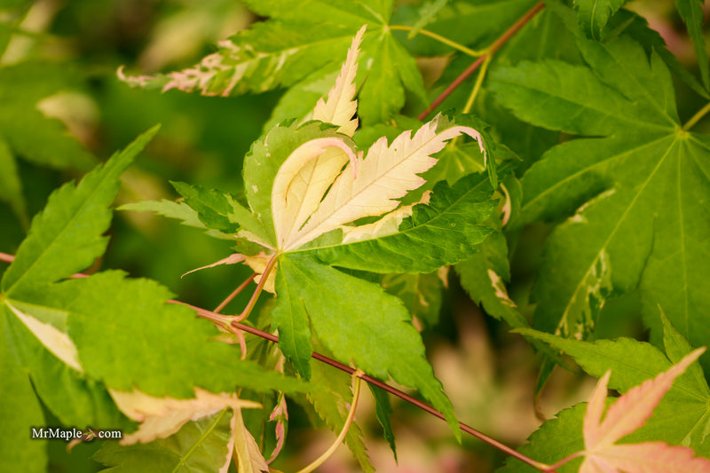 Acer palmatum 'Kotobuki' Rare Pink Variegated Japanese Maple