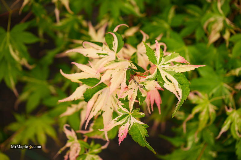 Acer palmatum 'Kotobuki' Rare Pink Variegated Japanese Maple