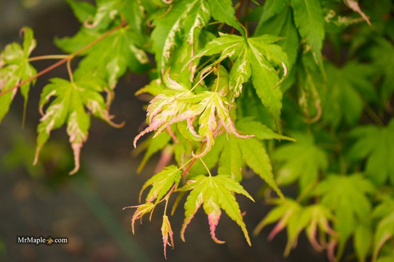 Acer palmatum 'Kotobuki' Rare Pink Variegated Japanese Maple