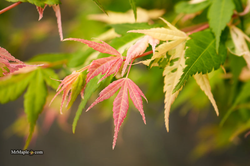 Acer palmatum 'Kotobuki' Rare Pink Variegated Japanese Maple