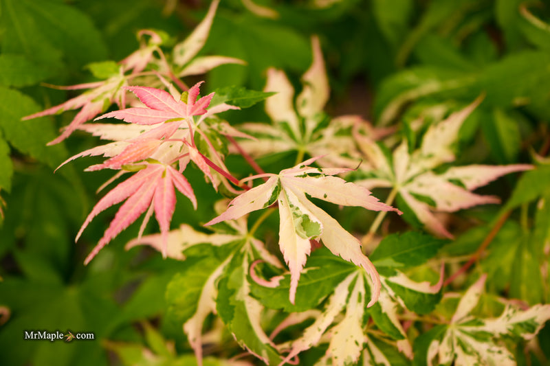 Acer palmatum 'Kotobuki' Rare Pink Variegated Japanese Maple