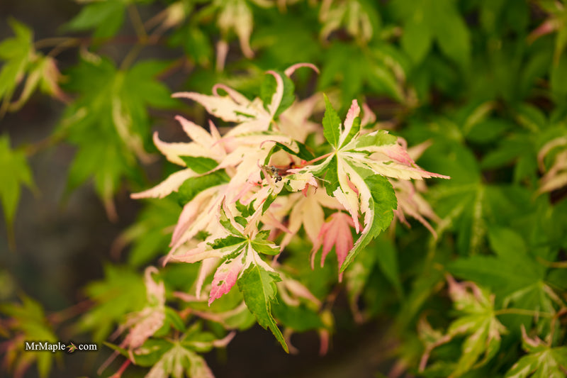 Acer palmatum 'Kotobuki' Rare Pink Variegated Japanese Maple