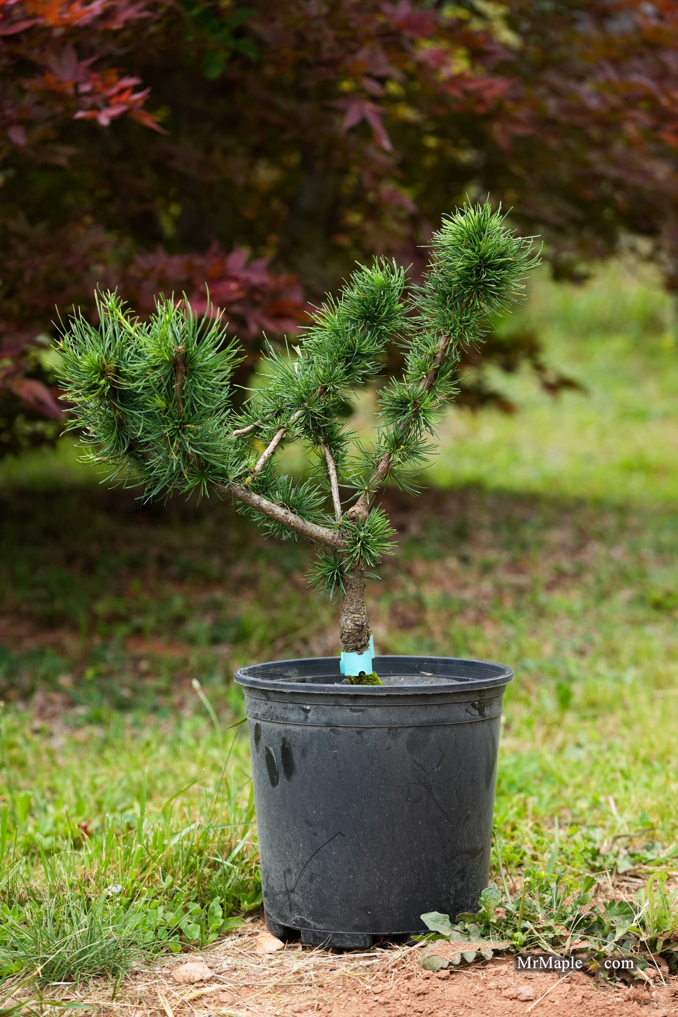 Buy Larix Decidua 'Krejci' Rare Dwarf European Larch — Mr Maple