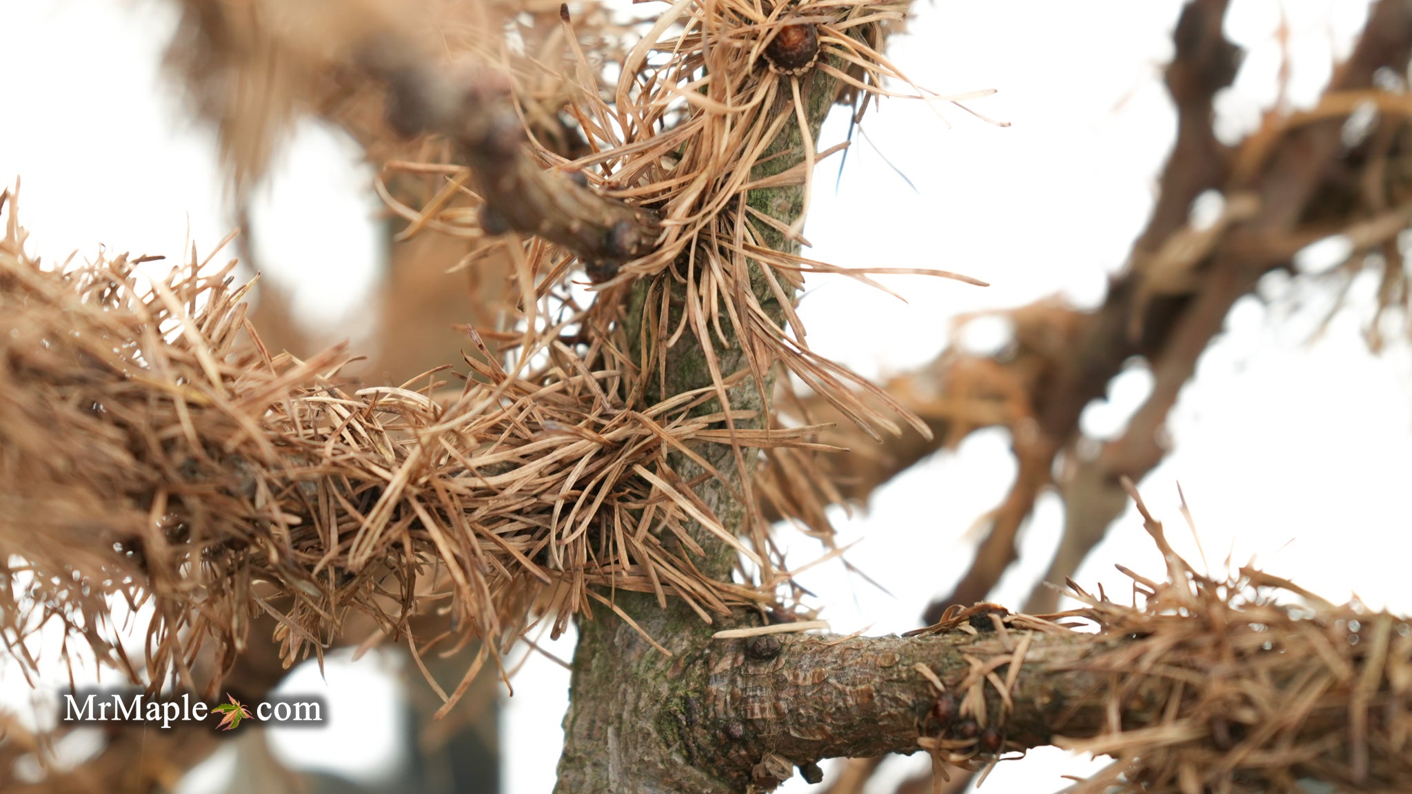 Buy Larix Decidua 'Krejci' Rare Dwarf European Larch — Mr Maple