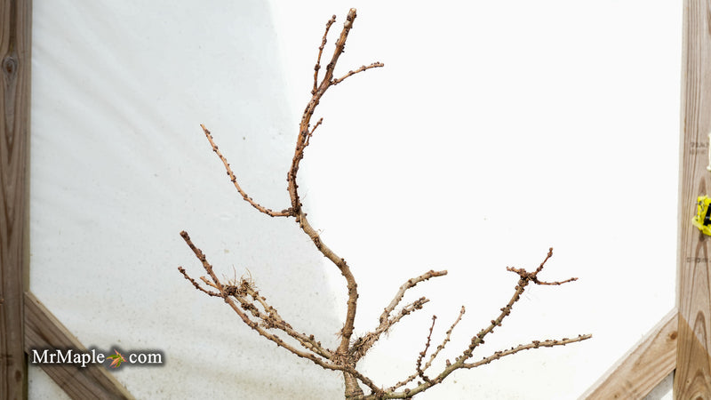 Larix decidua 'Krejci' Rare Dwarf European Larch