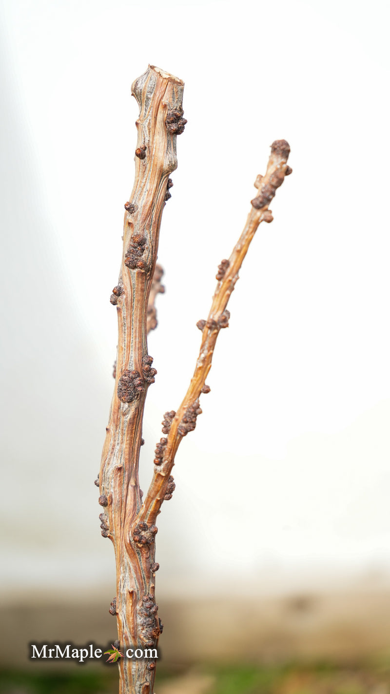 Larix decidua 'Krejci' Rare Dwarf European Larch