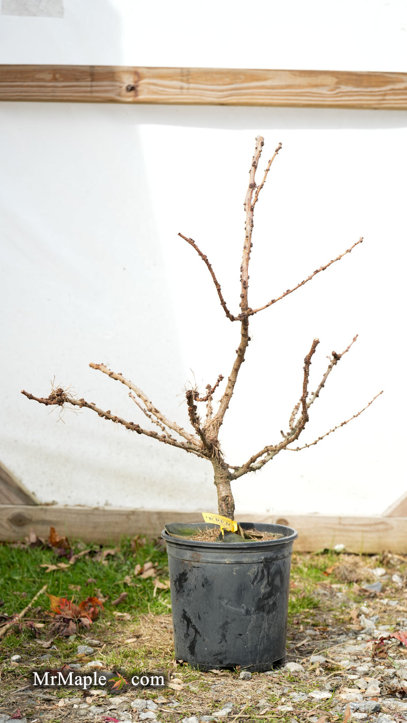 Larix decidua 'Krejci' Rare Dwarf European Larch