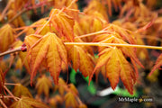 - Acer palmatum 'Kristin's Star' Japanese Maple - Mr Maple │ Buy Japanese Maple Trees