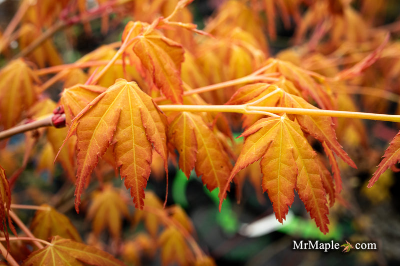 - Acer palmatum 'Kristin's Star' Japanese Maple - Mr Maple │ Buy Japanese Maple Trees
