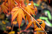 - Acer palmatum 'Kristin's Star' Japanese Maple - Mr Maple │ Buy Japanese Maple Trees