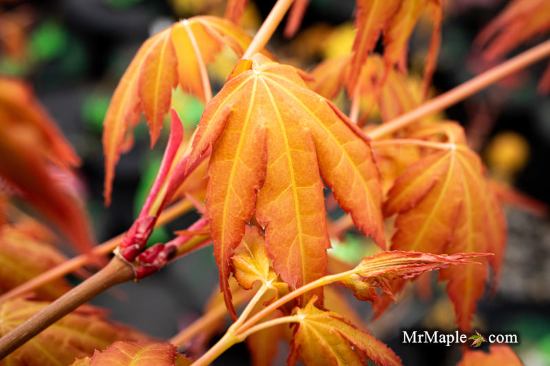 - Acer palmatum 'Kristin's Star' Japanese Maple - Mr Maple │ Buy Japanese Maple Trees