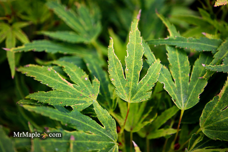 - Acer palmatum Kryptonite™ Japanese Maple - Mr Maple │ Buy Japanese Maple Trees