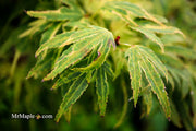 - Acer palmatum Kryptonite™ Japanese Maple - Mr Maple │ Buy Japanese Maple Trees