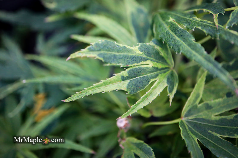 - Acer palmatum Kryptonite™ Japanese Maple - Mr Maple │ Buy Japanese Maple Trees