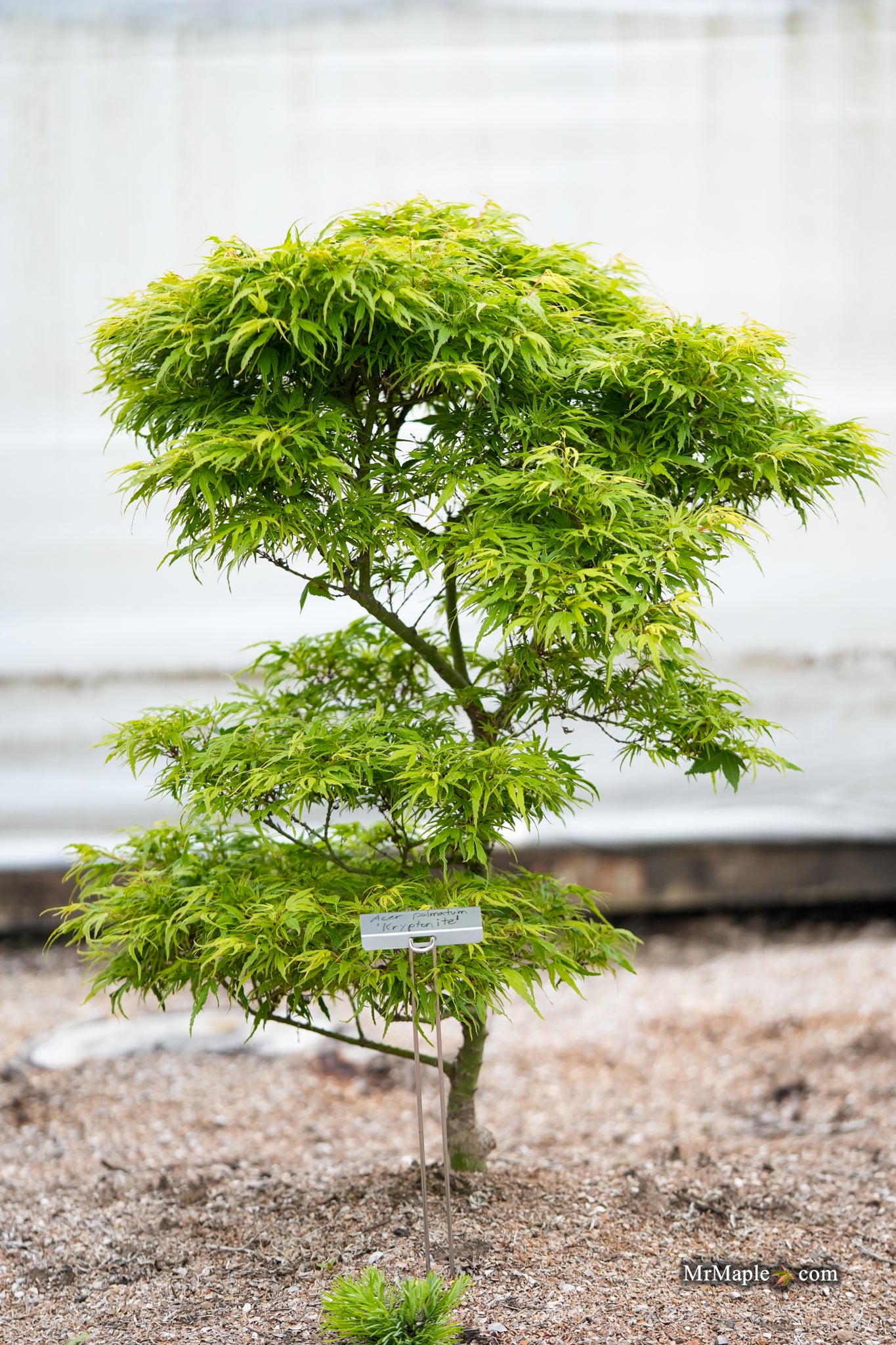 Area 51 Collection — Mr Maple │ Buy Japanese Maple Trees