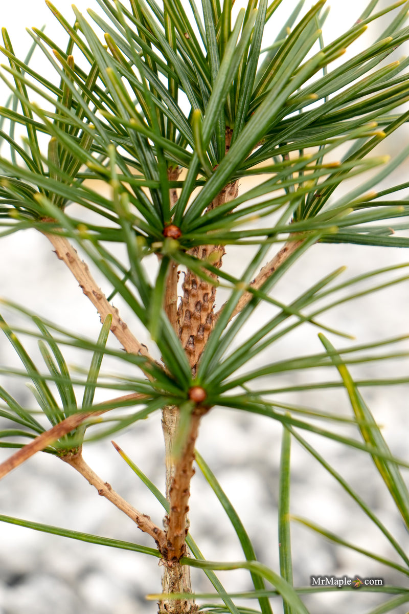 Sciadopitys verticillata 'Kugelblitz' Japanese Umbrella Pine
