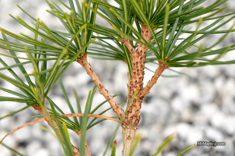 Sciadopitys verticillata 'Kugelblitz' Japanese Umbrella Pine