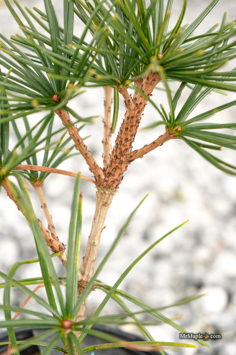 Sciadopitys verticillata 'Kugelblitz' Japanese Umbrella Pine