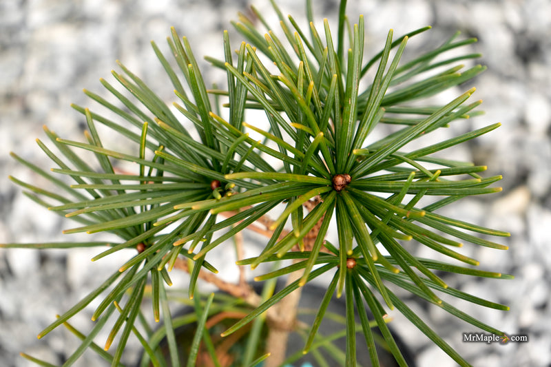 Sciadopitys verticillata 'Kugelblitz' Japanese Umbrella Pine