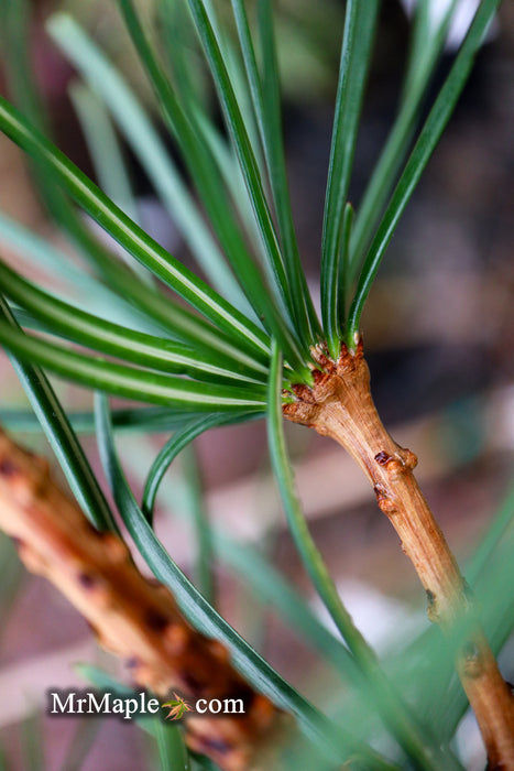 Sciadopitys verticillata 'Kugelblitz' Japanese Umbrella Pine