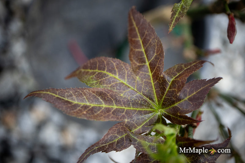 - Acer palmatum 'Kurenai jishi' Red Lion Japanese Maple - Mr Maple │ Buy Japanese Maple Trees