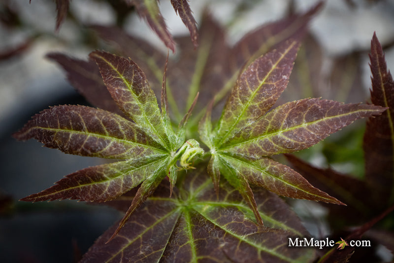 - Acer palmatum 'Kurenai jishi' Red Lion Japanese Maple - Mr Maple │ Buy Japanese Maple Trees