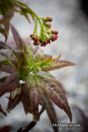 - Acer palmatum 'Kurenai jishi' Red Lion Japanese Maple - Mr Maple │ Buy Japanese Maple Trees