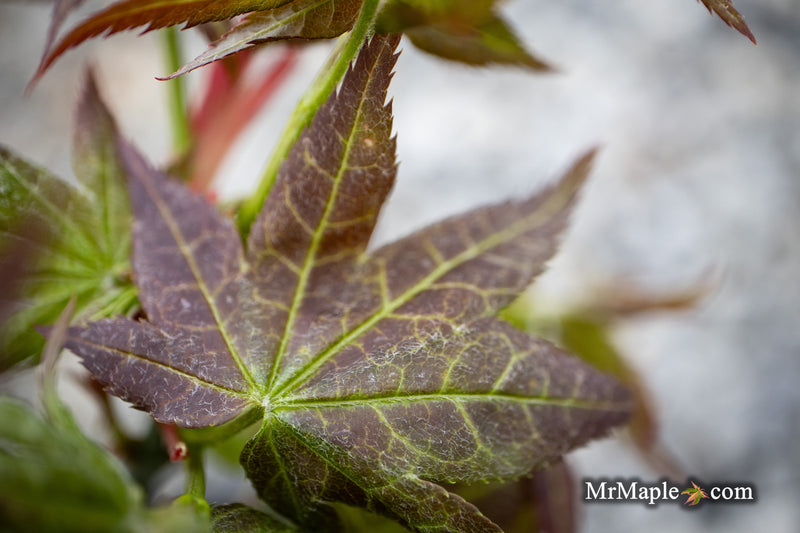 - Acer palmatum 'Kurenai jishi' Red Lion Japanese Maple - Mr Maple │ Buy Japanese Maple Trees