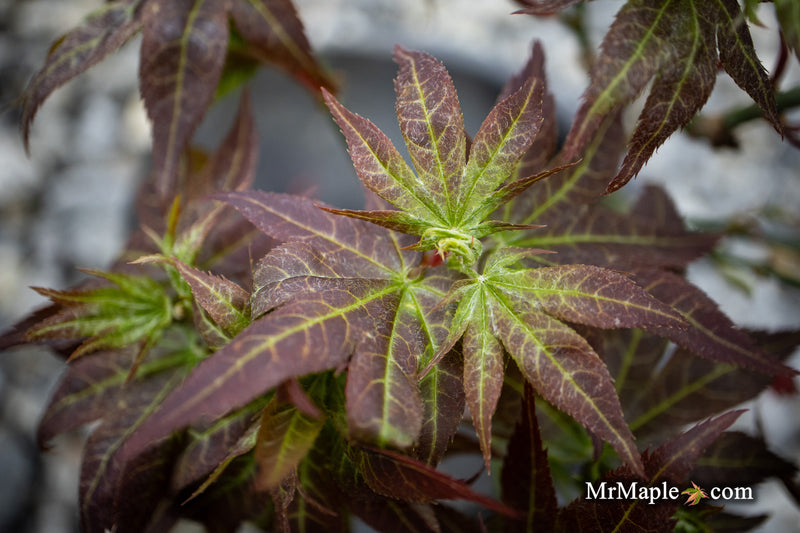 - Acer palmatum 'Kurenai jishi' Red Lion Japanese Maple - Mr Maple │ Buy Japanese Maple Trees
