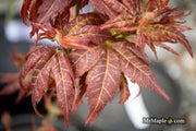- Acer palmatum 'Kurenai jishi' Red Lion Japanese Maple - Mr Maple │ Buy Japanese Maple Trees