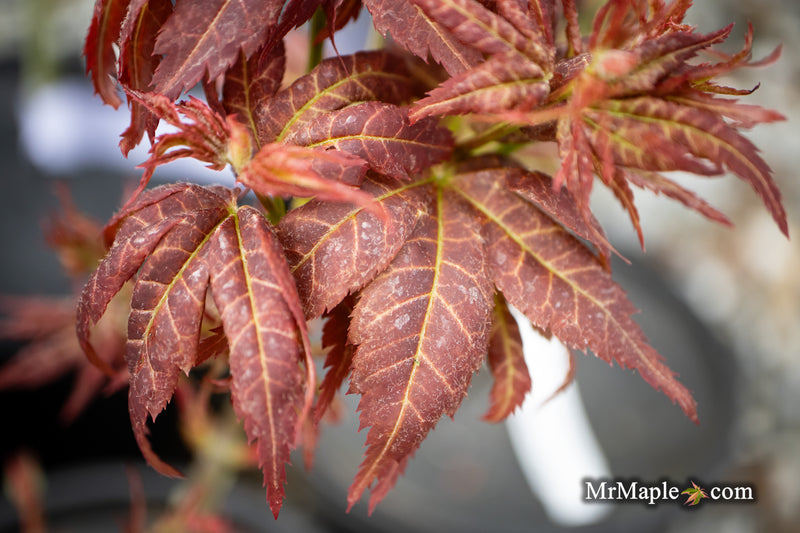 - Acer palmatum 'Kurenai jishi' Red Lion Japanese Maple - Mr Maple │ Buy Japanese Maple Trees