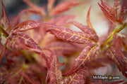 - Acer palmatum 'Kurenai jishi' Red Lion Japanese Maple - Mr Maple │ Buy Japanese Maple Trees
