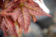 - Acer palmatum 'Kurenai jishi' Red Lion Japanese Maple - Mr Maple │ Buy Japanese Maple Trees