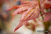- Acer palmatum 'Kurenai jishi' Red Lion Japanese Maple - Mr Maple │ Buy Japanese Maple Trees