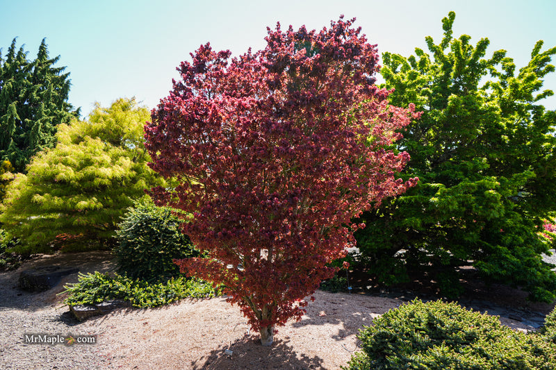 Acer palmatum 'Kurenai jishi' Red Lion Japanese Maple