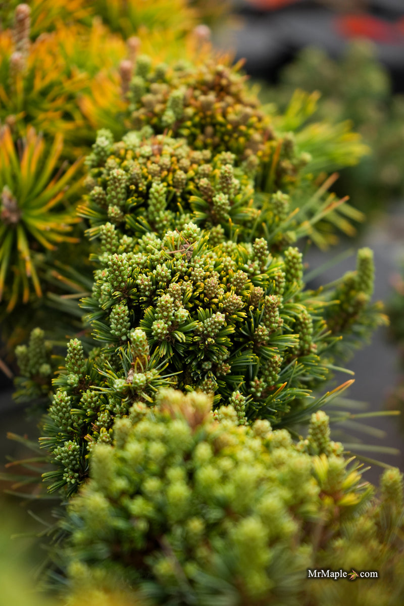 Pinus parviflora 'Kusu-dama' Dwarf White Pine