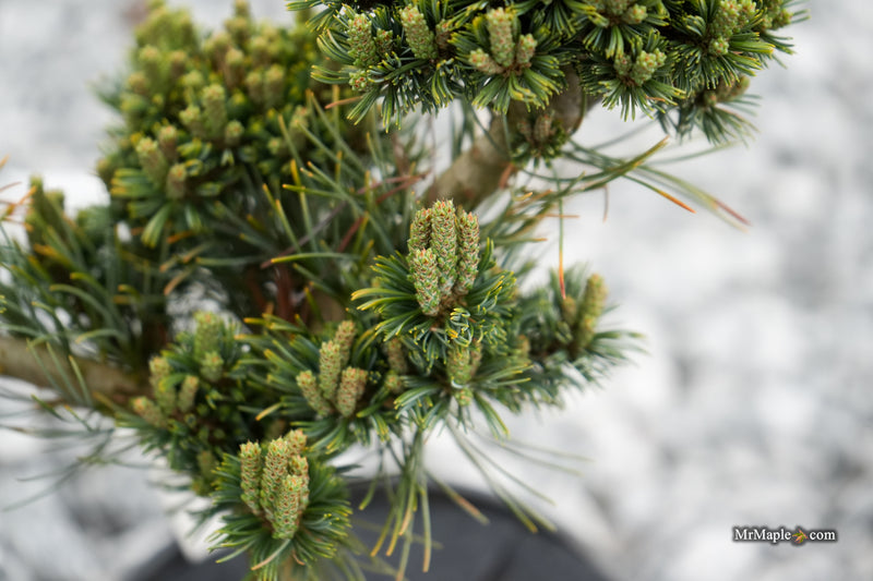 Pinus parviflora 'Kusu-dama' Dwarf White Pine