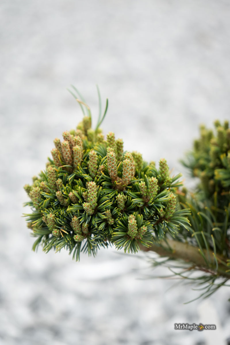 Pinus parviflora 'Kusu-dama' Dwarf White Pine