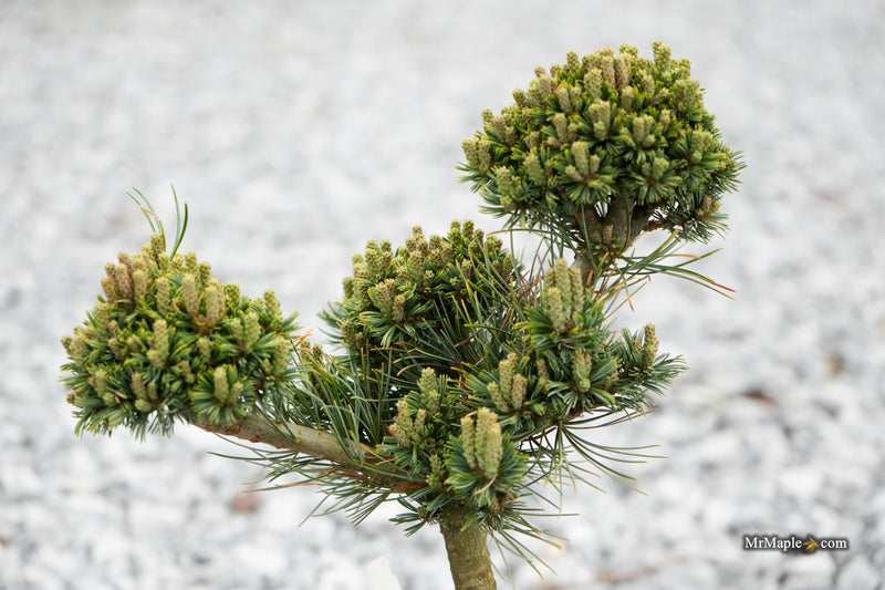 Pinus parviflora 'Kusu-dama' Dwarf White Pine