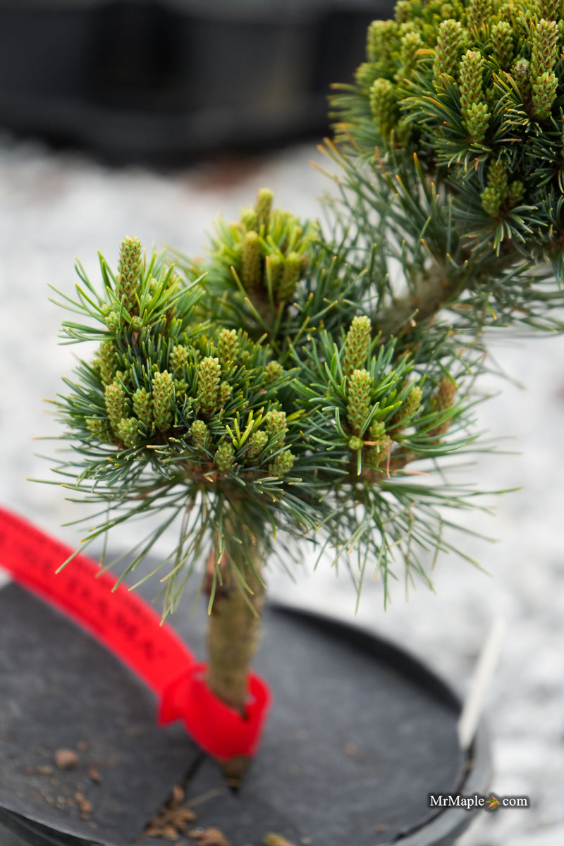 Pinus parviflora 'Kusu-dama' Dwarf White Pine