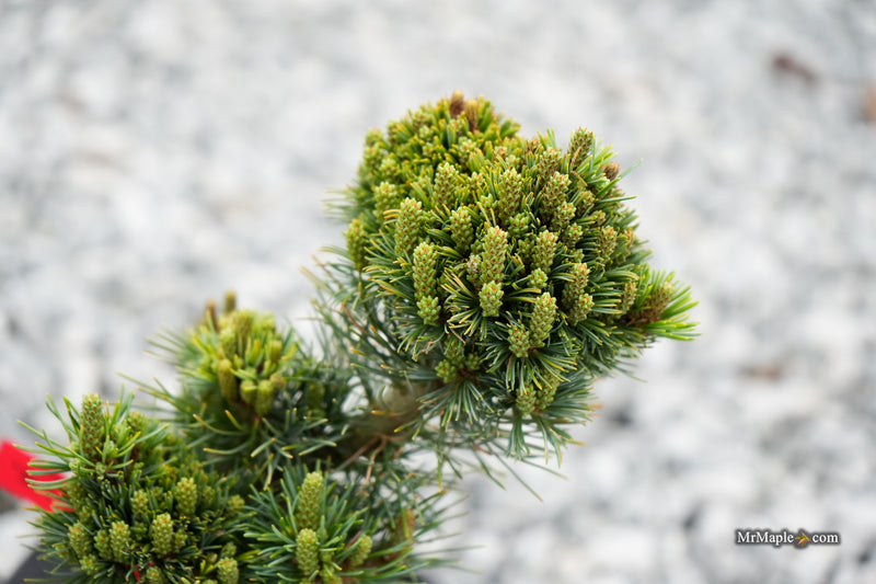 Pinus parviflora 'Kusu-dama' Dwarf White Pine