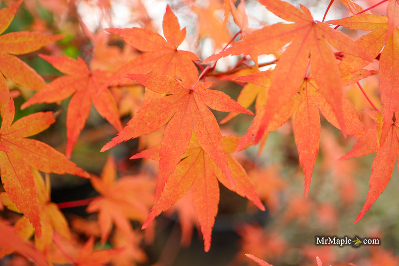 Acer palmatum 'La Diabla' Japanese Maple