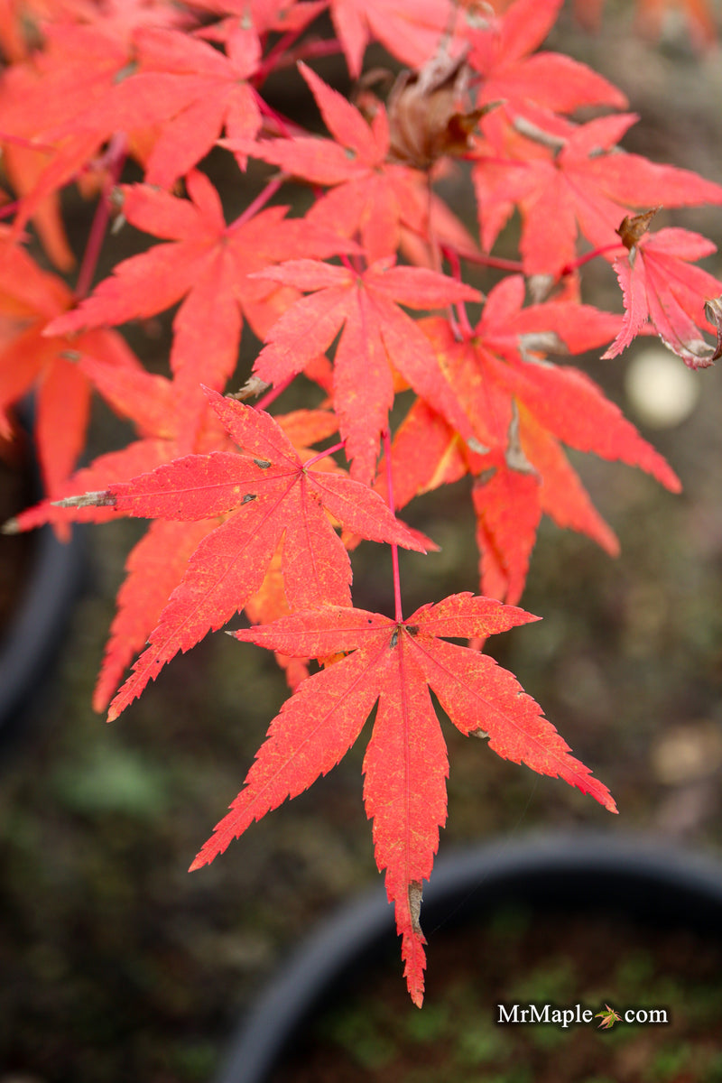 Acer palmatum 'La Diabla' Japanese Maple