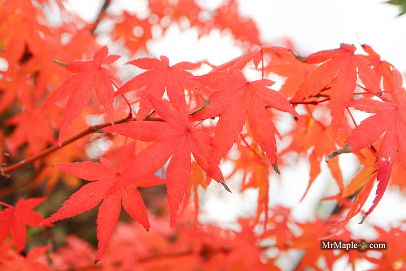 Acer palmatum 'La Diabla' Japanese Maple