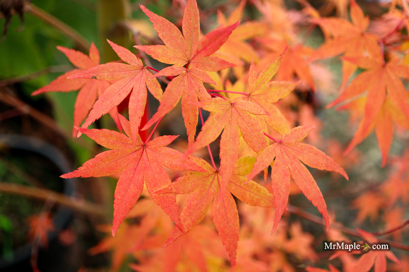 Acer palmatum 'La Diabla' Japanese Maple